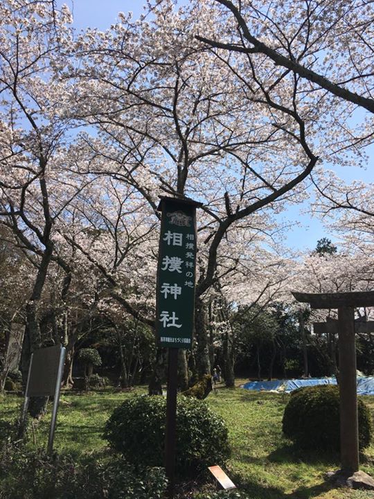 お昼休みにホカ弁買って近くの相撲神社へ来ました。